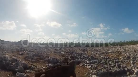 灰鬣蜥在岩石上奔跑视频的预览图