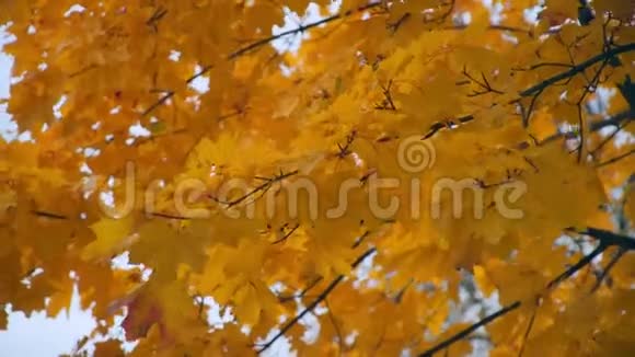 秋黄的枫叶在风中摇曳视频的预览图