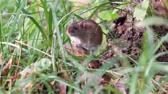 小可爱蓬松的灰色收获老鼠坐在草地上的老树根在田间夏季视频的预览图