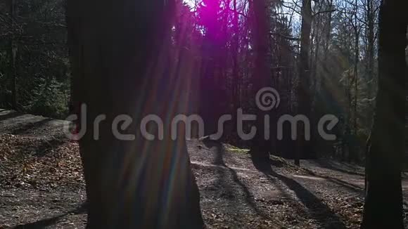 美丽的年轻女孩走在森林里背景黑树在阳光下粉色衣服春林慢动作视频的预览图