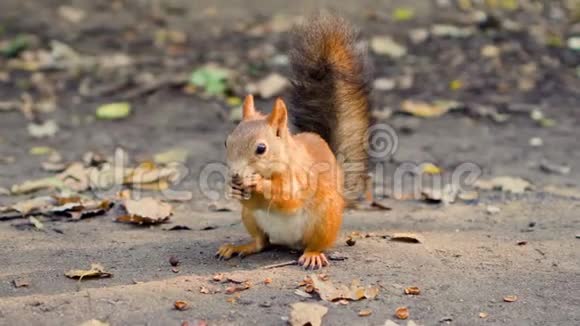 可爱的饥饿的红松鼠毛茸茸的尾巴坐在地上吃雪松坚果晴朗的秋天视频的预览图