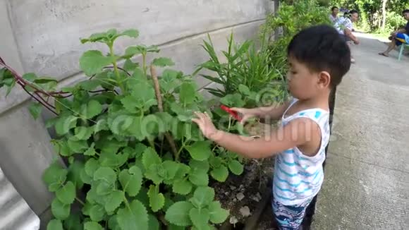 小男孩学园艺用玩具钳子剪植物视频的预览图