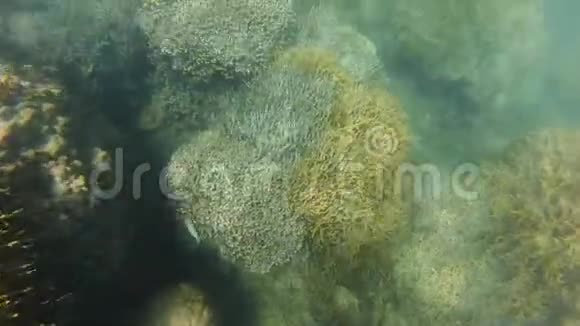 珊瑚礁和阳光在水下视频的预览图