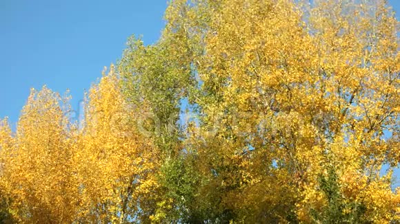 秋树运动背景视频的预览图