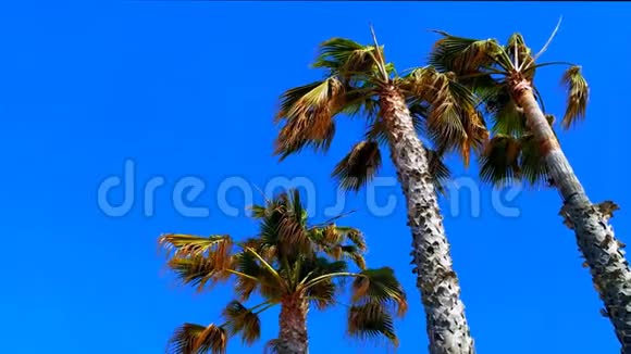 三棵棕榈树和蓝天视频的预览图
