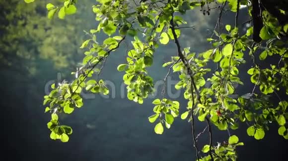 树上明亮的绿叶被阳光照亮夏日公园的日落视频的预览图