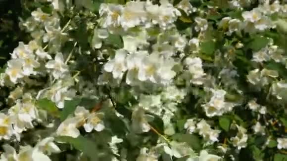 美丽的茉莉白花夏日风中之花特写视频的预览图