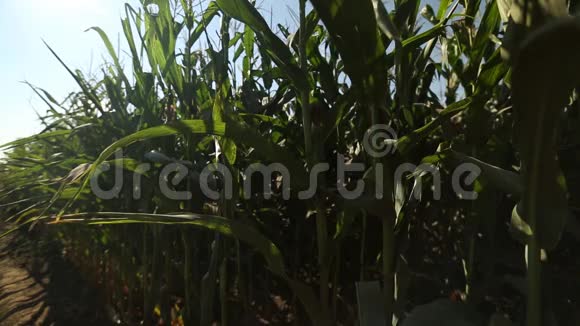 生长在田野上的幼玉米视频的预览图