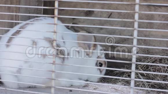 兔子在兔子窝吃卷心菜和干草视频的预览图