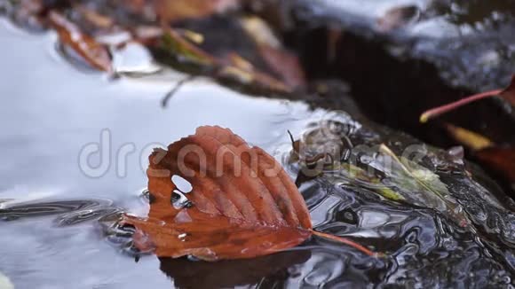 水中的棕色叶子小溪视频的预览图