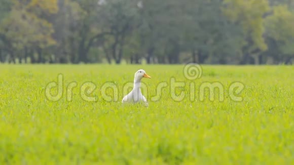 草地上的白鸭子视频的预览图