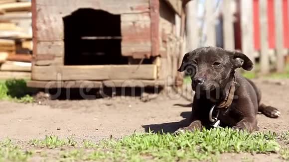 狗在链子上狗在摊位旁边狗在院子里村里的一条链子上的警犬视频的预览图
