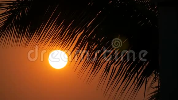 夕阳红的太阳在棕榈叶的映衬下视频的预览图
