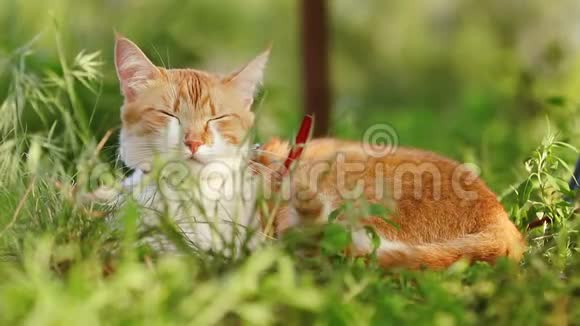 可爱有趣的红白猫在红领放松在绿草的夏天花园日落多利射中视频的预览图