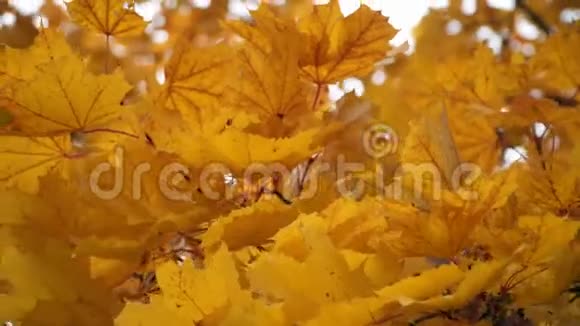 秋黄的枫叶在风中摇曳视频的预览图