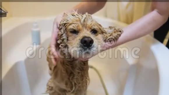 用洗发水特写清洗狗头视频的预览图