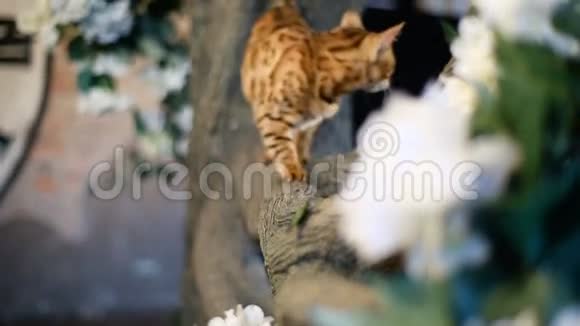 纯种孟加拉猫捕捉蝴蝶视频的预览图