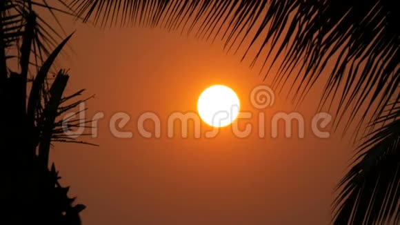 夕阳红的太阳在棕榈叶的映衬下视频的预览图