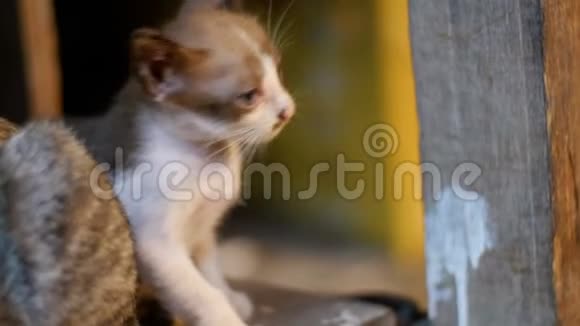 小灰色迷你猫坐在夜市的地上视频的预览图