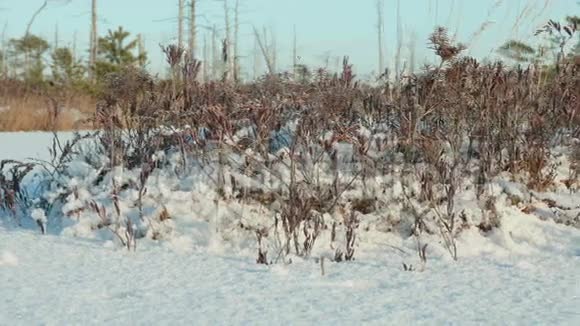 干草的岛白天干净而寒冷光滑的娃娃射击视频的预览图
