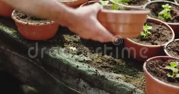 夏季田间种植盆栽植物视频的预览图