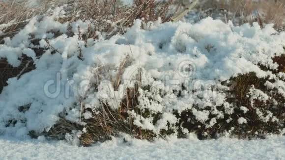 雪下的花干了白天干净而寒冷光滑的娃娃射击视频的预览图