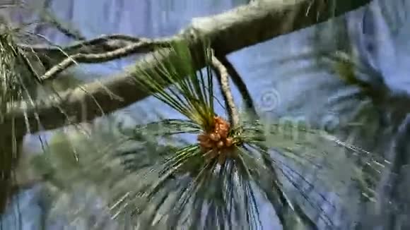 有花的云杉视频的预览图