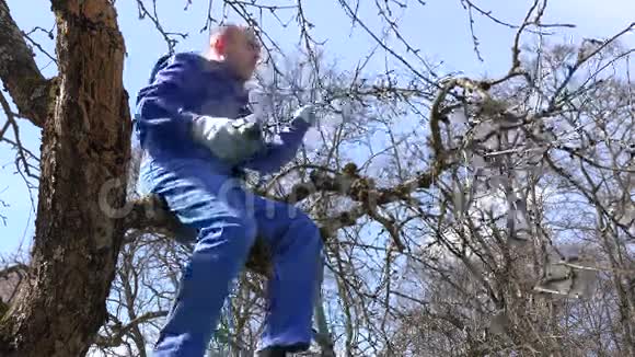 技术熟练的种植者用剪刀在蓝天上的树上高剪树枝视频的预览图
