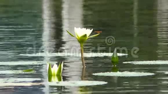 蜻蜓坐在池塘里的白色百合花上视频的预览图