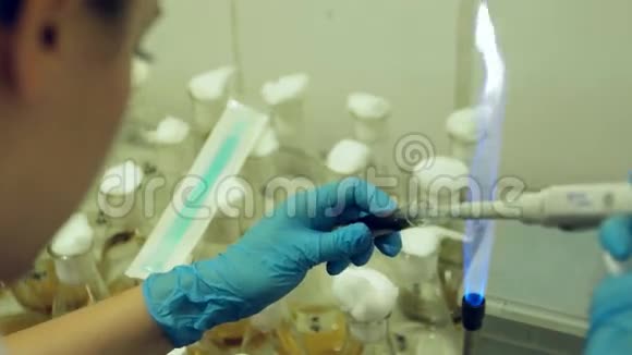 无菌有机体在实验室孵育从事火焰灯微生物实验室工作的科学家女性视频的预览图