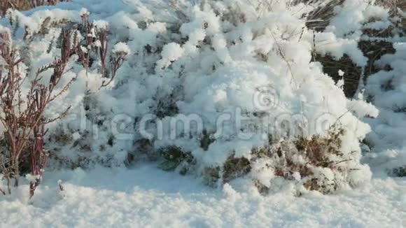 雪下的花干了白天干净而寒冷光滑的娃娃射击视频的预览图