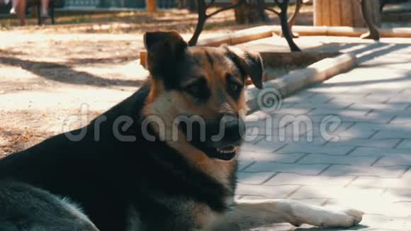 无家可归的漂亮大狗躺在城市街道上视频的预览图