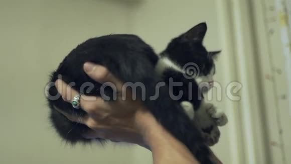 一个抱着黑白猫的年轻人视频的预览图