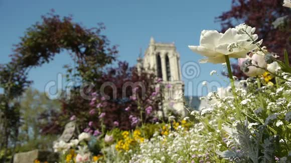 春天的鲜花和圣母院法国巴黎视频的预览图