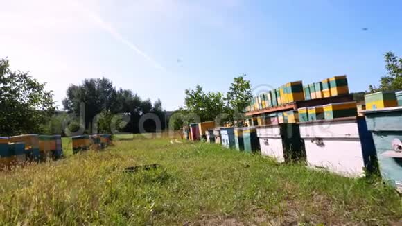 蜜蜂在日记里在草地上有很多蜜蜂房子蜂巢是农场的蜂蜜生产蜜蜂成群地在旁边视频的预览图