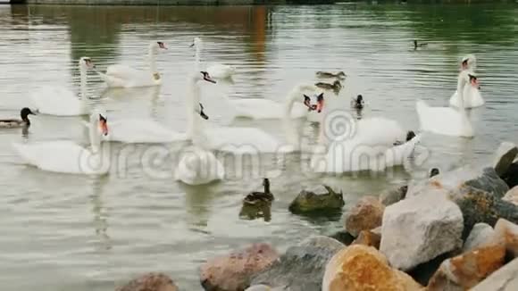 一群天鹅在湖上等待着游客的食物匈牙利巴拉顿湖视频的预览图