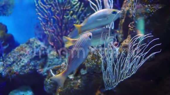 水族馆有各种鱼类在主水池游泳视频的预览图