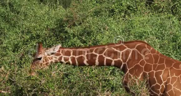 长颈鹿长颈鹿骆驼成年食叶肯尼亚桑布鲁公园视频的预览图