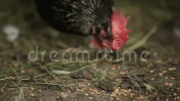黑母鸡在农场里从地上吃小麦视频的预览图