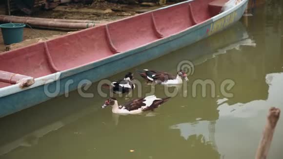 三只鸭子在旧船附近的小圈子里游泳视频的预览图