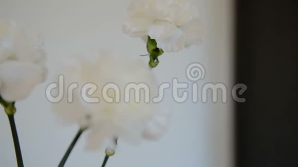 三朵白色的有大芽的花立在花瓶里视频的预览图
