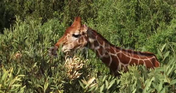 长颈鹿长颈鹿骆驼成年食叶肯尼亚桑布鲁公园视频的预览图