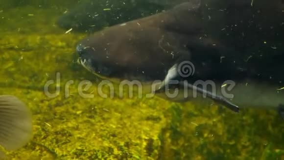 巨大的古拉米鱼在一个带有脏泥水的水族馆里游泳视频的预览图