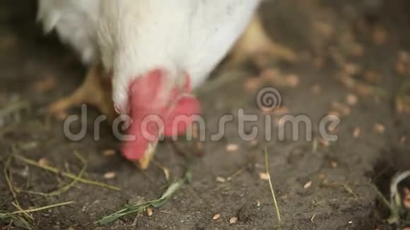 白母鸡在农场里从地上吃小麦视频的预览图