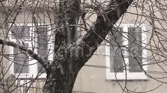建筑物和树木正面背景下的积雪视频的预览图