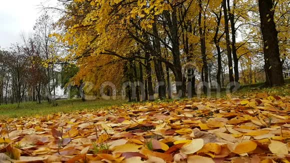 秋天公园的草地上长满了落叶视频的预览图