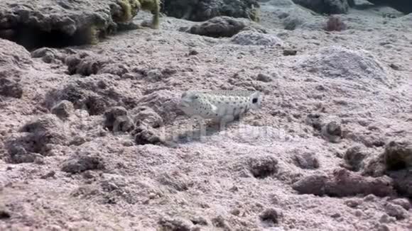 斑斑的沙珀奇鱼一动不动地坐在海底的红海上视频的预览图