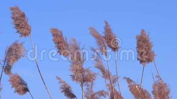毛茸茸的草在风中摇曳视频的预览图