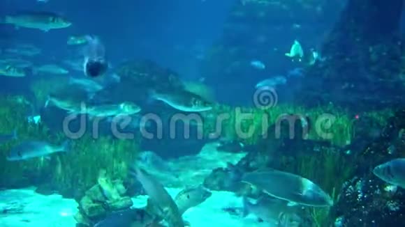 水族馆有各种鱼类在主水池游泳视频的预览图