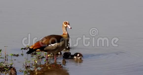 埃及鹅阿洛波臣雌鹅和鹅视频的预览图